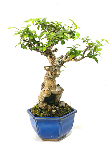 Shohin Wrightia religiosa Bonsai