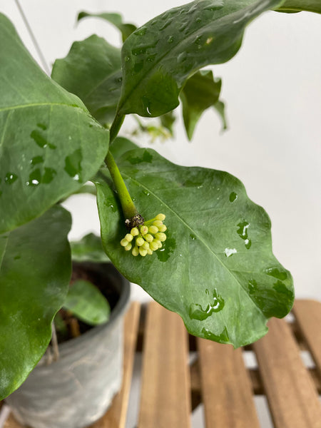 Hoya multiflora (s)