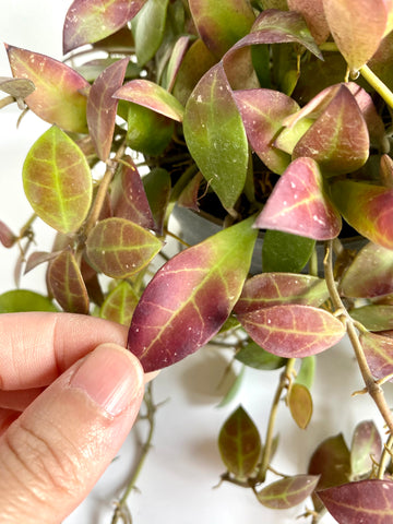 Hoya sipitangensis