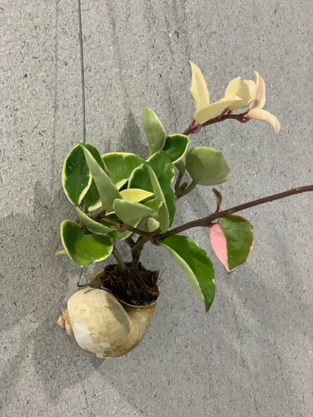 Hoya carnosa tricolor in snail shell (Also known as Hoya kimson queen)