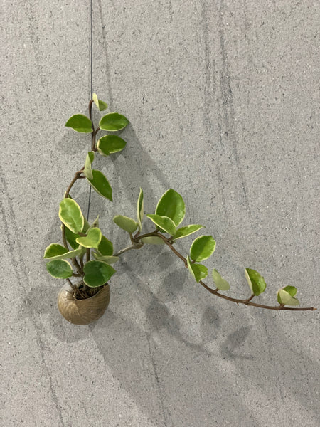 Hoya carnosa tricolor in snail shell (Also known as Hoya kimson queen)