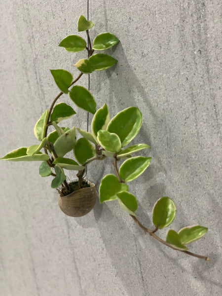 Hoya carnosa tricolor in snail shell (Also known as Hoya kimson queen)