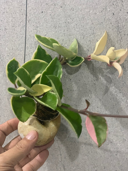 Hoya carnosa tricolor in snail shell (Also known as Hoya kimson queen)