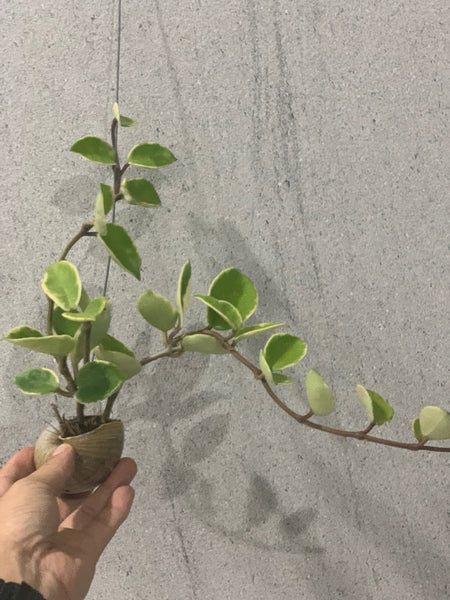 Hoya carnosa tricolor in snail shell (Also known as Hoya kimson queen)