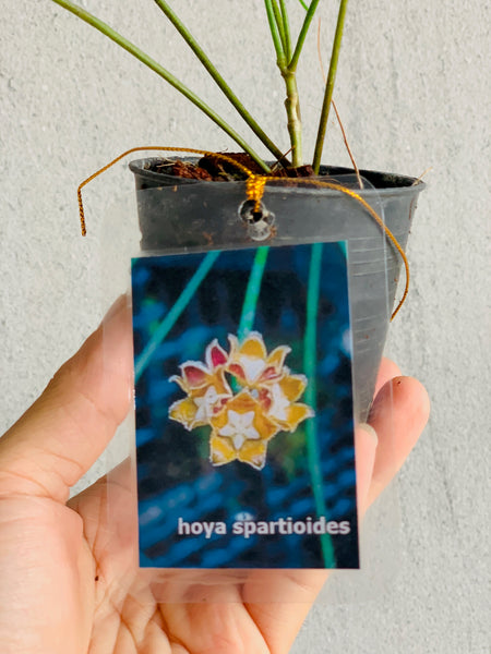 Hoya Spartioides