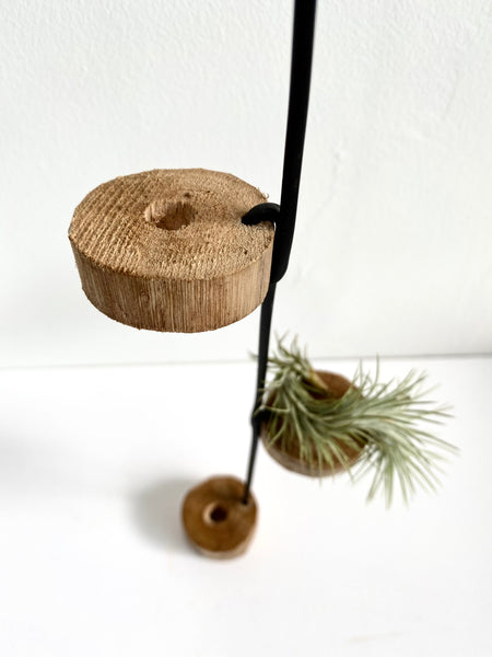 3-Tier Air Plant Hanging Display