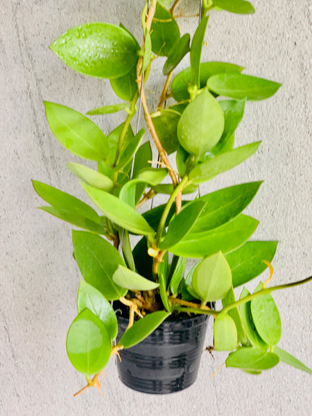 Hoya parasitica X pachyclada