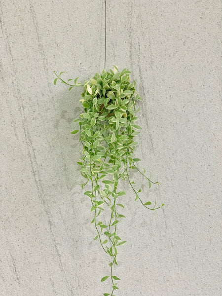 Dischidia oiantha variegata
