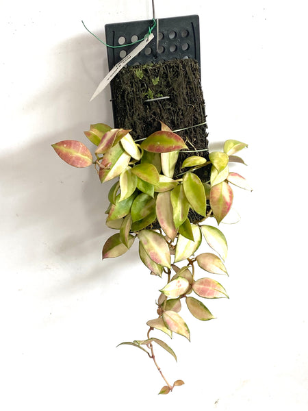 Hoya walliniana variegata