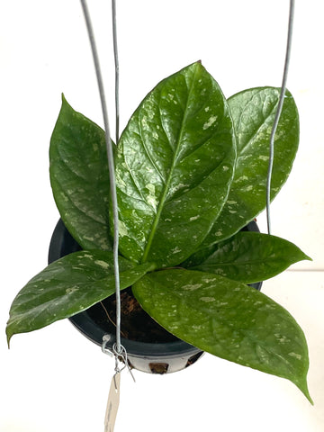 Hoya arnottiana 'splash'
