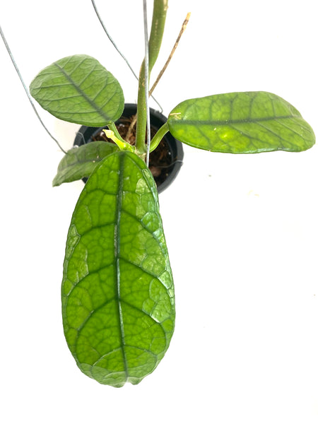 Hoya villosa