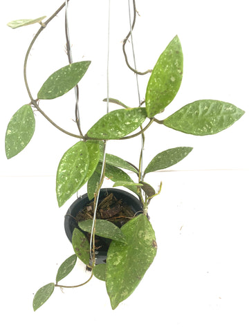 Hoya rundumensis