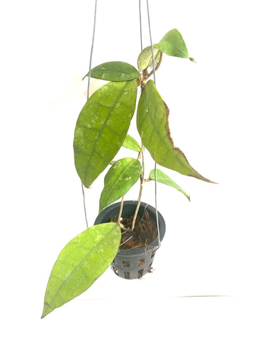 Hoya aff lambii