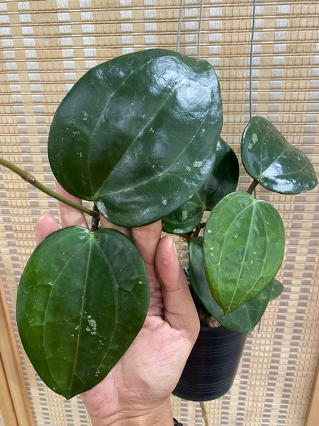 Hoya latifolia 'black' A