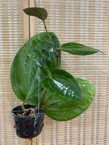Hoya latifolia 'big leaf' (C)