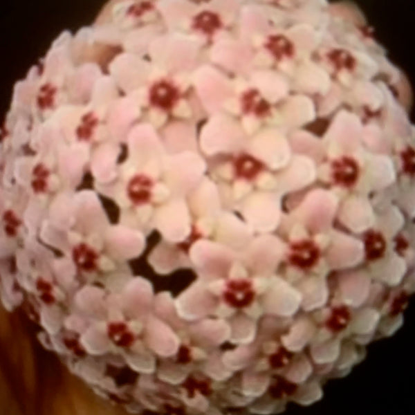 Hoya carnosa tricolor in snail shell (Also known as Hoya kimson queen)