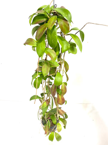 Hoya mindorensis (red)