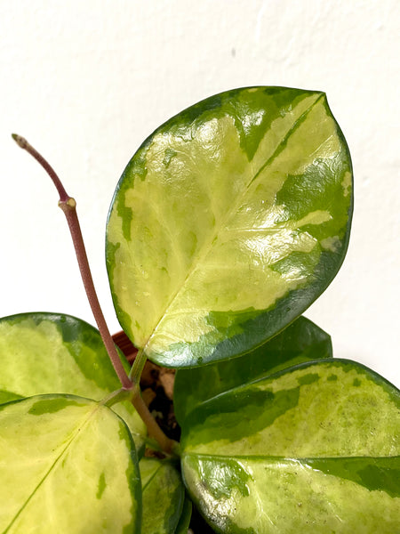 Hoya australis 'Lisa' (small plant)