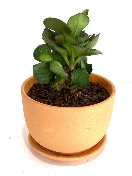 Euphorbia francoisii (E1)