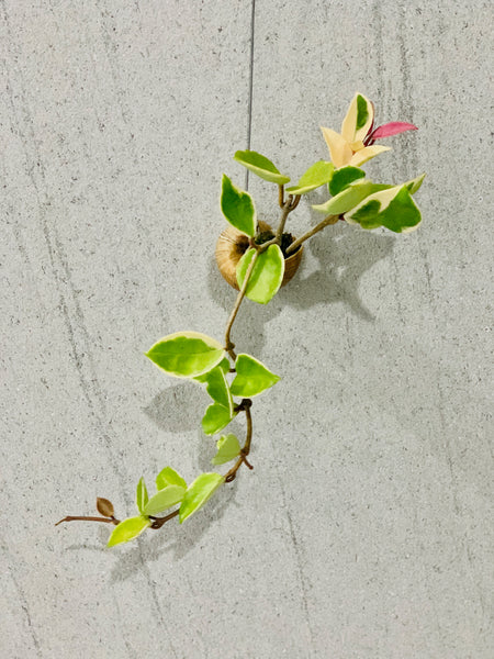 Hoya carnosa tricolor in snail shell (Also known as Hoya kimson queen)