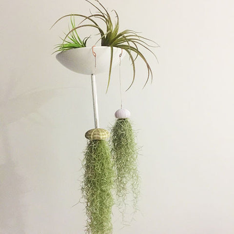 Spanish Moss with Alfonso Sea Urchin