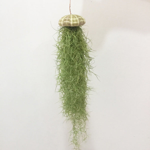 Spanish Moss with Alfonso Sea Urchin