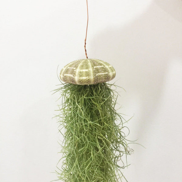 Spanish Moss with Alfonso Sea Urchin