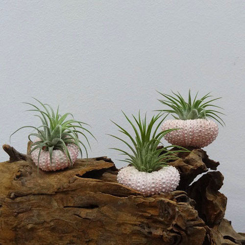 Tillandsia Ionantha with Pink Denuded Sea Urchin