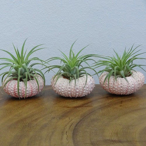 Tillandsia Ionantha with Pink Denuded Sea Urchin