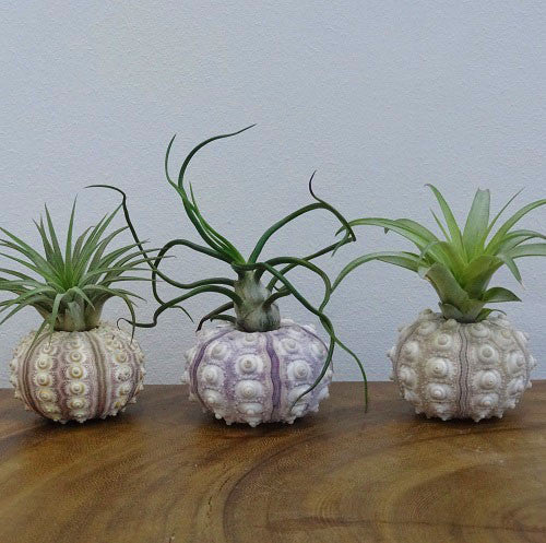 Tillandsia Triplets with Sputnik Denuded Sea Urchin