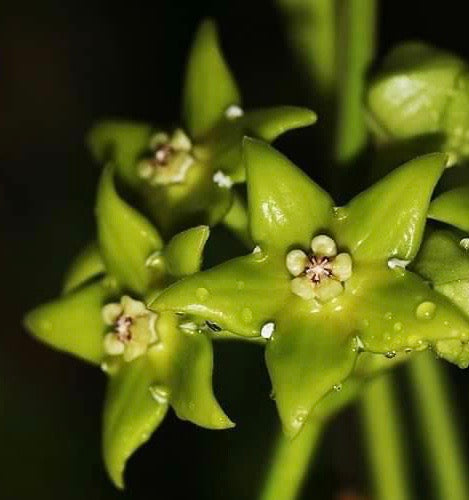 Hoya obtusifolioides (green)