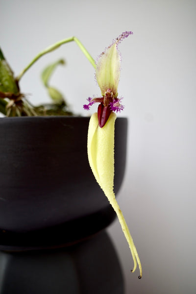 Bulbophyllum fascinator semi alba
