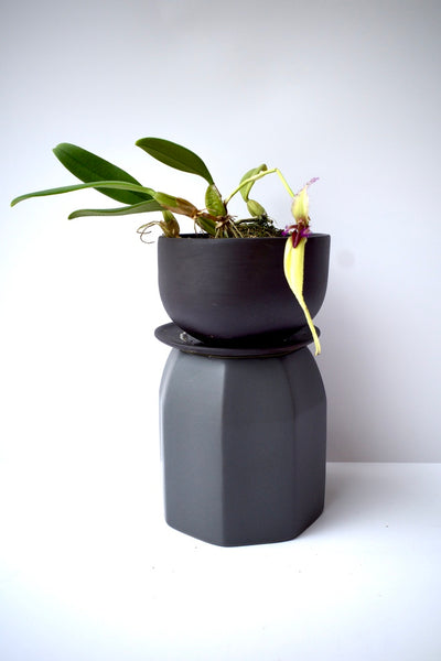 Bulbophyllum fascinator semi alba