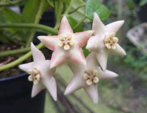 Hoya coronaria (white)