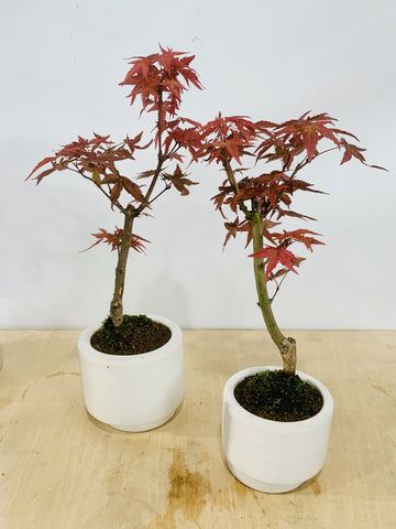 Maple Bonsai in zen medium white ceramic pot (Acer Palmatum)
