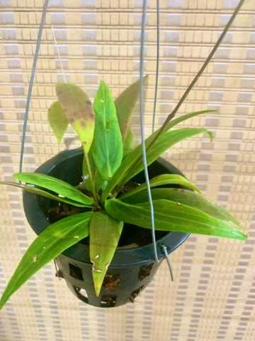 Hoya ilagorium (s)