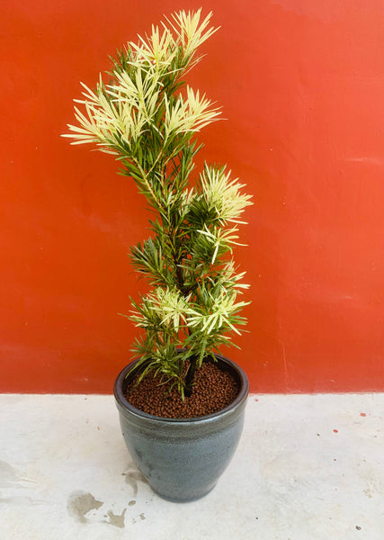 Podocarpus Pine Variegata (1 m) in Glazed Ceramic Pot