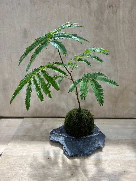 Chose your own date - Kokedama Workshop
