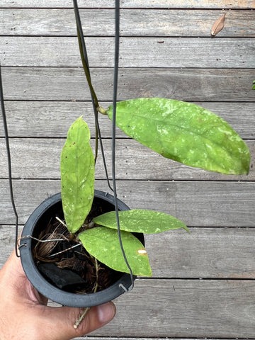 Hoya peninsularis