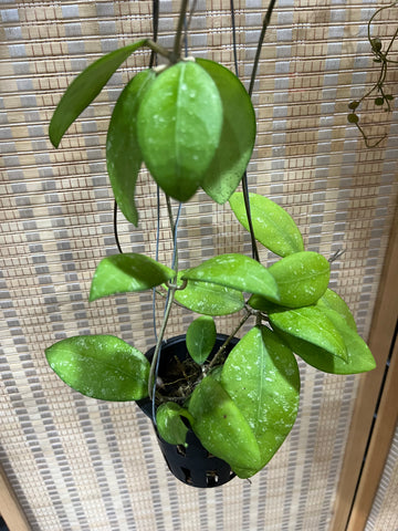 Hoya erythrostemma 'splash' (s)