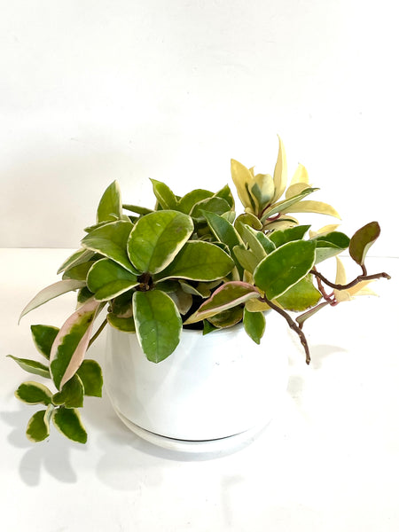 Hoya carnosa krimson queen (Big; 14cm plastic pot)