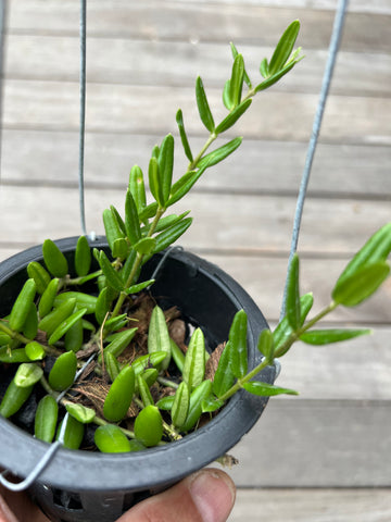 Hoya engerliana (s)