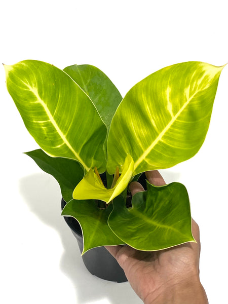 Philodendron Apple Green