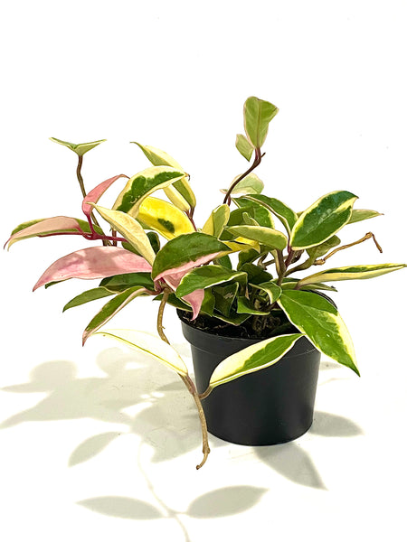 Hoya carnosa krimson queen (small; 10 diameter pot)