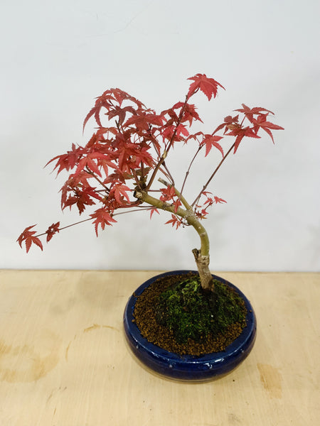 Maple Bonsai in zen medium grey ceramic pot (Acer Palmatum)