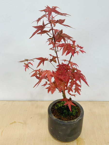 Maple Bonsai in zen small grey ceramic pot (Acer Palmatum)