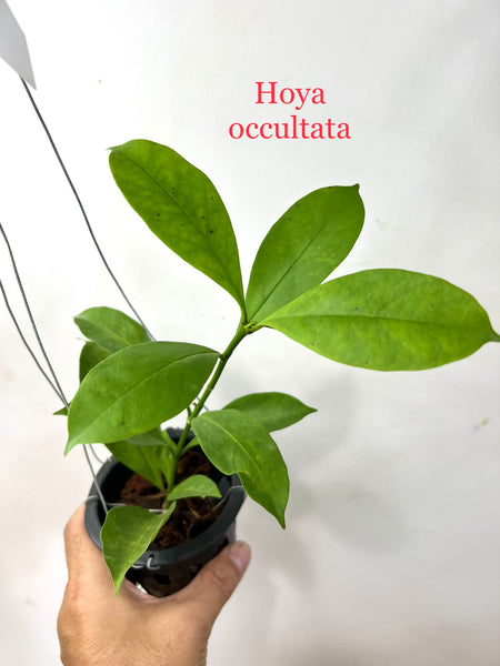 Hoya occultata (s)