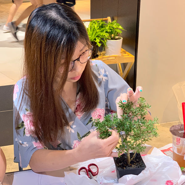 Bonsai (Juniper) Workshop