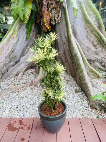 Podocarpus Pine Variegata (1 m) in Glazed Ceramic Pot