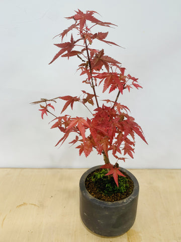 Maple Bonsai in zen medium grey ceramic pot (Acer Palmatum)
